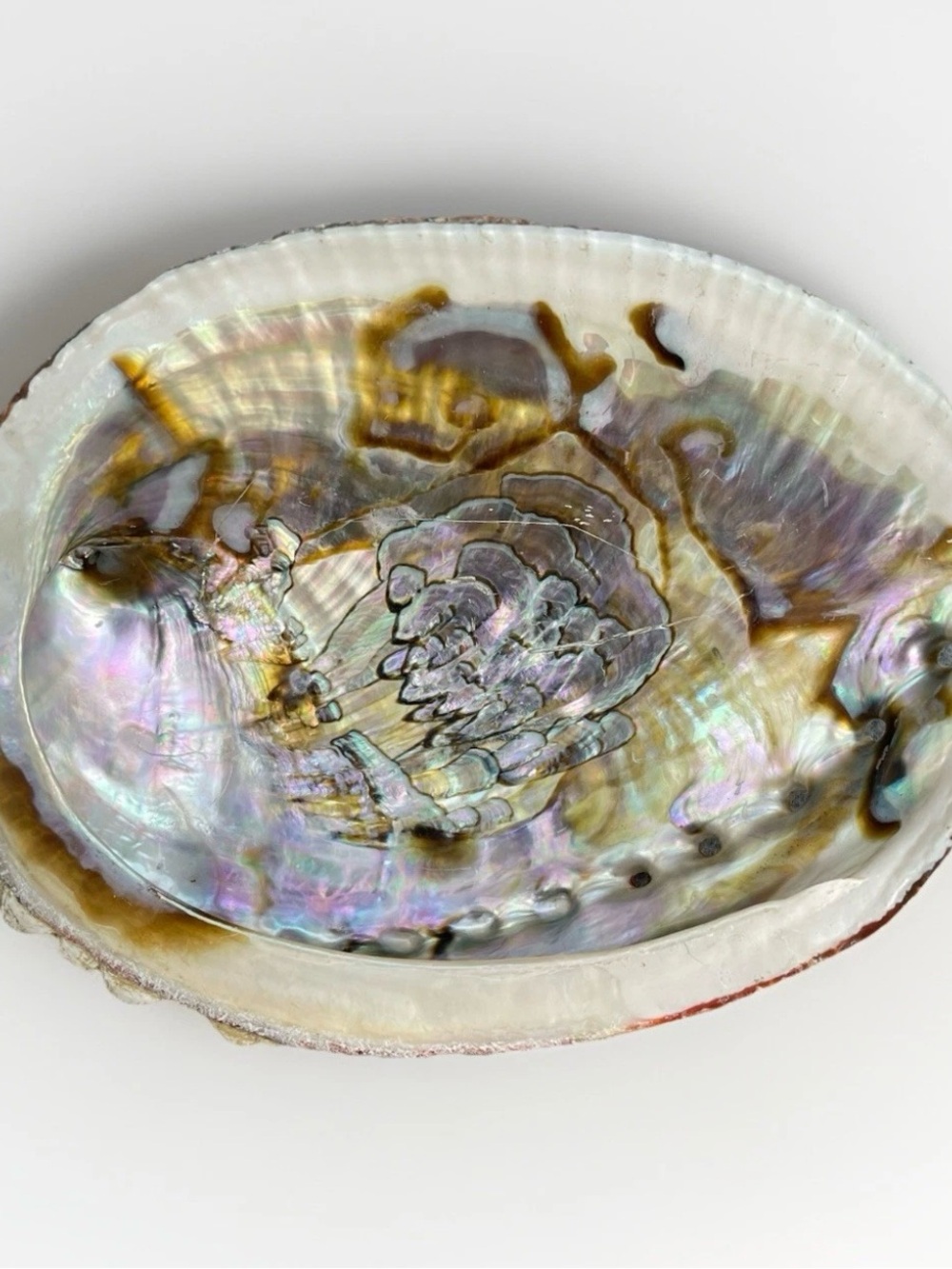 Abalone Shell Large Seashell 6"x5" Iridescent Smudging Trinket Holder Coastal